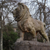 Lion – Birkmyre park – Kilmacolm
